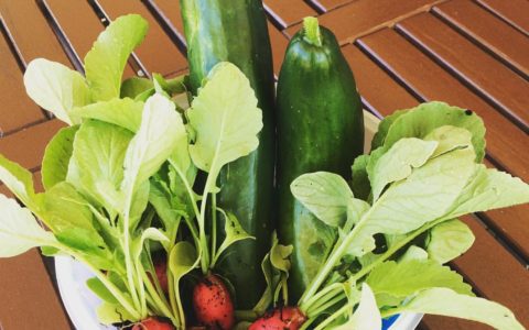frisches Gemüse aus dem eigenen Hochbeet