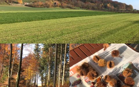 Natur um Gutenswil